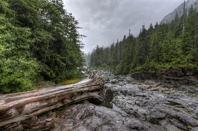 Tree stump in the riverbed by Jaap Voets