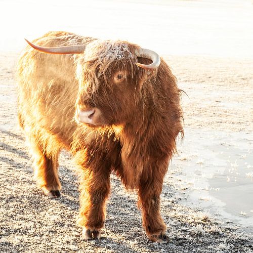 Highlander écossais