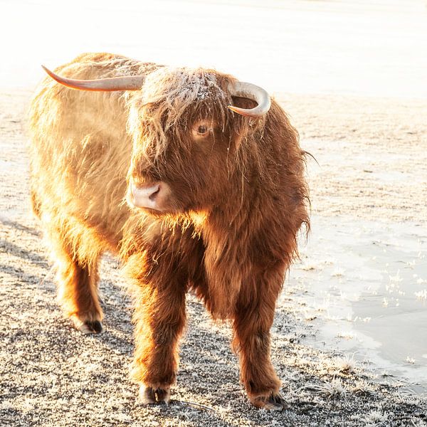 Highlander écossais par Gerti Villevoye