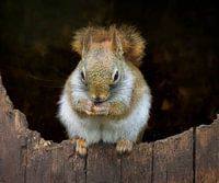 Eekhoorn in zijn karakteristieke houding