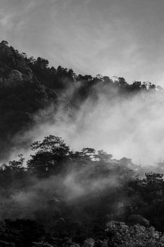 Schemeringssluier Mystiek Bergwoud in Monochroom