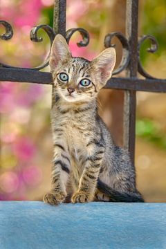 Neugieriges Kätzchen mit blauen Augen von Katho Menden