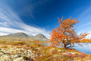 Doralen herfst van Sven-Erik Arndt