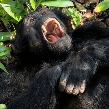 Yawning chimpanzee