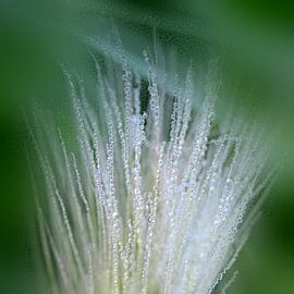 Rosée en bouquet sur Martine Affre Eisenlohr