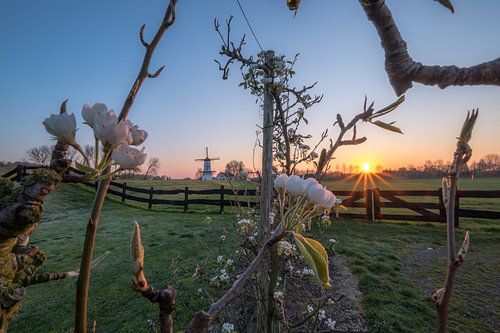 Bloesem zonsopkomst en molen de Vlinder