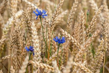 Korenbloemen in het graan van Uwe Ulrich Grün