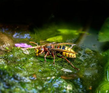 Hornet drinkt water bij de vijver van ManfredFotos