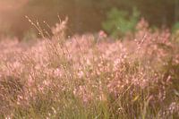 Die Bergseer Heide in der sanften Abendsonne