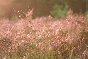 Die Bergseer Heide in der sanften Abendsonne