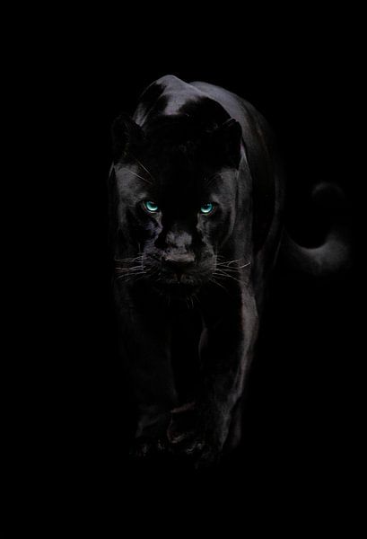 Black Jaguar on the move by Design Wall Arts