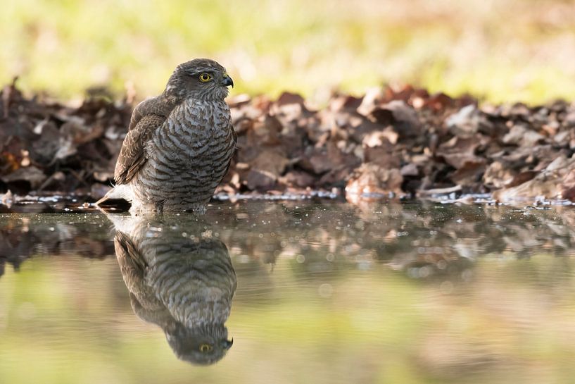 Sparrowhawk in a pool of water to drink and bathe by Merijn Loch