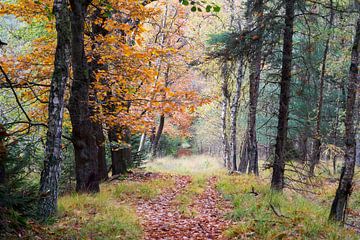 wandelpad in de natuur