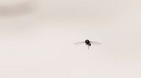 Schwebfliege im Licht
