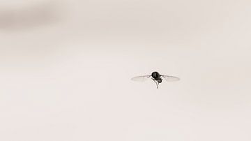 Zweefvlieg in het licht van Jeffrey Hoorns