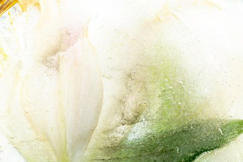 Fleur blanche | Feuilles gelées