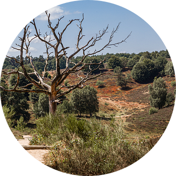 Karkas van dode boom in Veluwe landschap van Mayra Fotografie