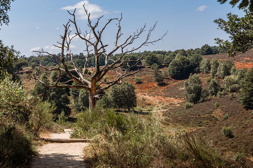Carcasse d'arbre mort dans le paysage du Veluwe par Mayra Fotografie