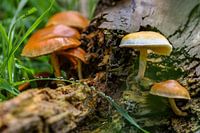 Herbst