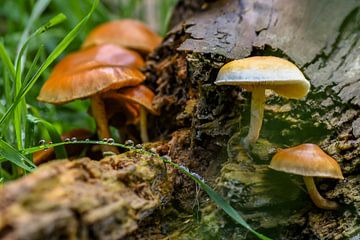 herfst van Arie Jan van Termeij