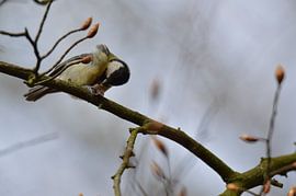Kohlmeise mit Nuss, Version B von Daniëlle Beckers