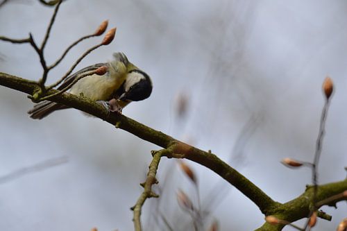 Mésange charbonnière avec noix, version B