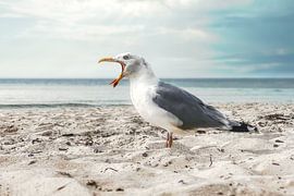 Schreimöwe am Weststrand, Darß von BLUE 7