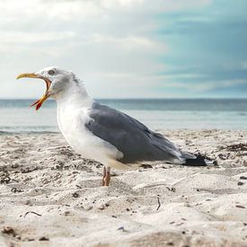 Black-headed gull on the western beach, Darß by BLUE 7