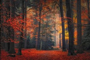 Der Herbsttraum. Der Herbsttraum. Veröffentlicht von Saskia Dingemans Awarded Photographer