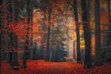 Autumn forest .. Award winning picture van Saskia Dingemans Awarded Photographer