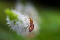 Minzfliege von Moetwil en van Dijk - Fotografie Miniaturansicht