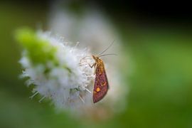 Menthe mouche sur Moetwil en van Dijk - Fotografie
