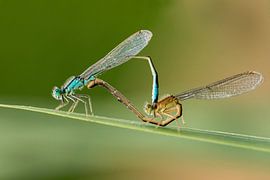 Paringswiel II sur Henriëtte van Golde