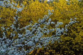 in full bloom in white and yellow tones by wil spijker