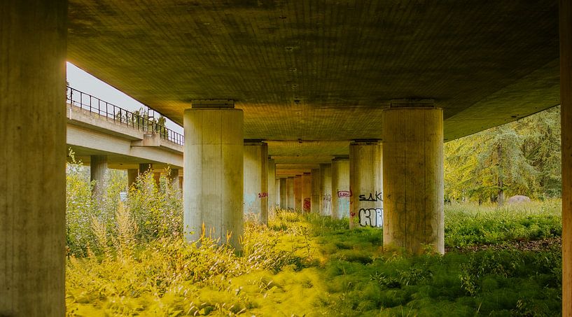 Sous le viaduc – piliers en béton &amp; lumière dorée | art urbain‑nature par Brave Toaster Photos