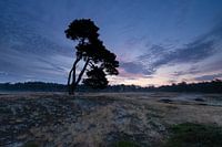 Sunrise the lone tree at Heidestein Utrechtse Heuvelrug.