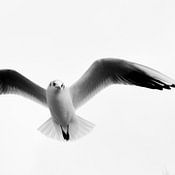 Herman Grendelman photo de profil