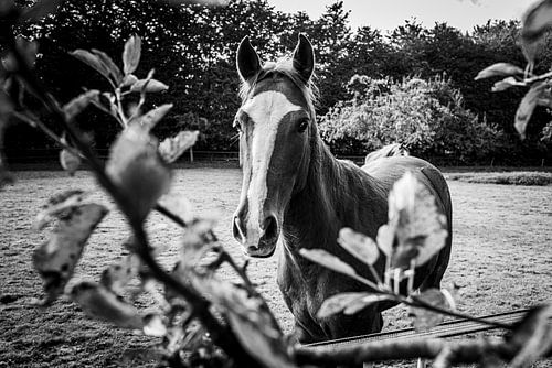 Quaterback Paard