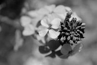 zen flower