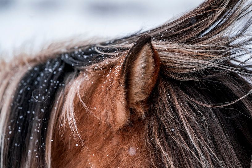 Poésie hivernale Détail d'un cheval dans la neige par Femke Ketelaar