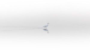 Grande aigrette dans le brouillard