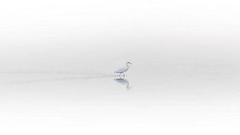 Grote zilverreiger in de mist