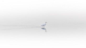 Great egret in the fog by Lennart ter Harmsel