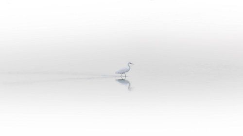 Grote zilverreiger in de mist