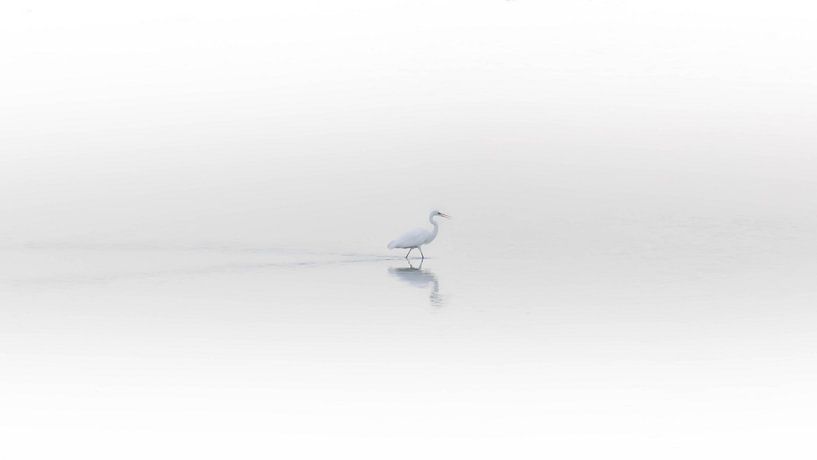 Grande aigrette dans le brouillard par Lennart ter Harmsel