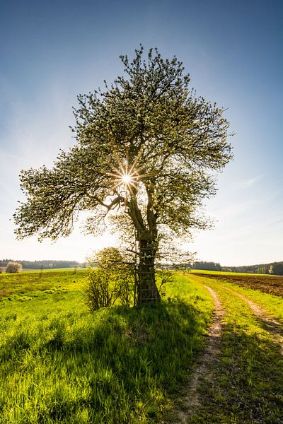 Landscape in Bavaria with a blossoming tree in springtime by ManfredFotos