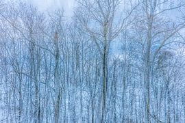 Eisblauer Wald von Esther van Overbeek