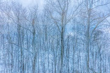 Ice Blue Forest