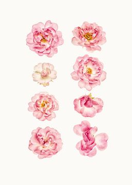 Cabinet de variétés_Fleurs_04_Rozen sur Marielle Leenders