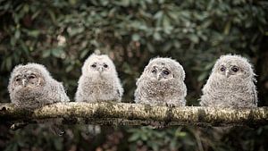 Young wood owls.